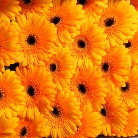 Цветы - Гербера "King"