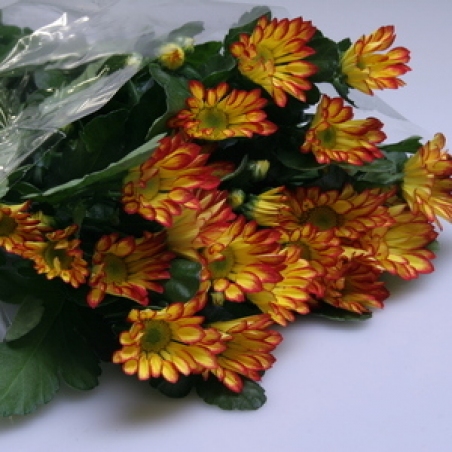 Ziedi - Krizantēma "Roma"