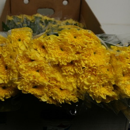 Цветы - Хризантема "Zembla yellou"