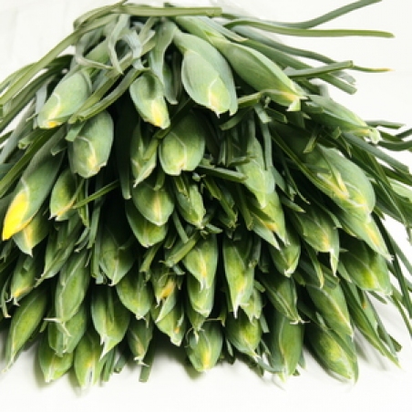 Ziedi - Īriss "Apollo"