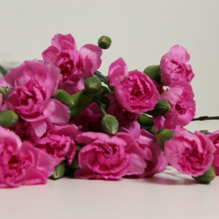 Цветы - Кустовая гвоздика "Goya"