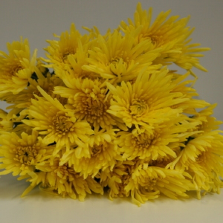 Ziedi - Krizantēma "Anastasia sunny"