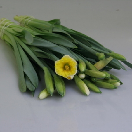 Ziedi - Narcise "Las Vegas"