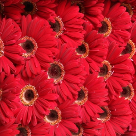 Цветы - Гербера "Chateau"