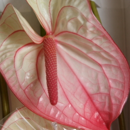 Ziedi - Anturriums "Fantasia"