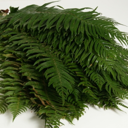 Zaļš pušķu noformējums "Paparde Zwaardwaren"