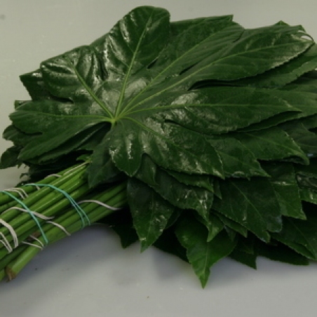 Zaļš pušķu noformējums "Aralija"