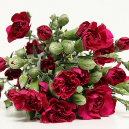 Цветы - Кустовая гвоздика "Paars vega"