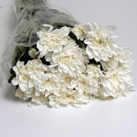 Ziedi - Krizantēma "Zebmbla white"