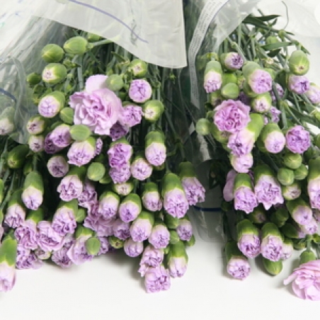 Цветы - Кустовая гвоздика "Crocodile green"