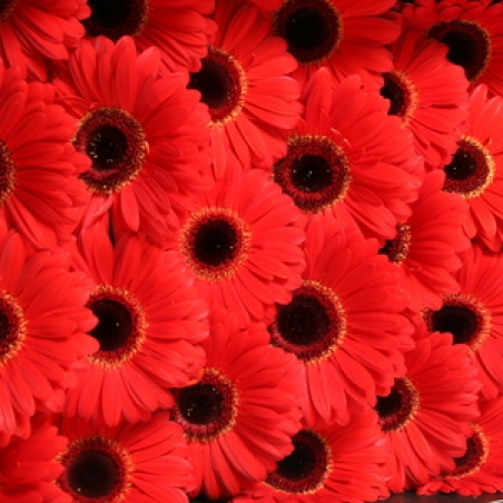 Ziedi - Gerbera "Bellezza"