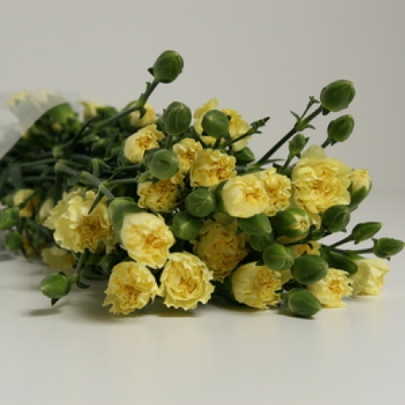 Цветы - Кустовая гвоздика "Geel cantate"