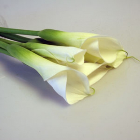 Ziedi - Kalla "Highwood"