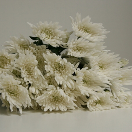Цветы - Хризантема "Anastasia white"