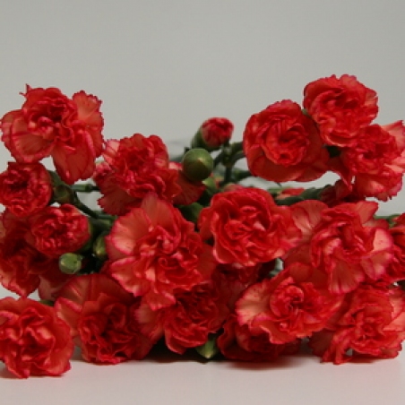 Цветы - Кустовая гвоздика "Nana"