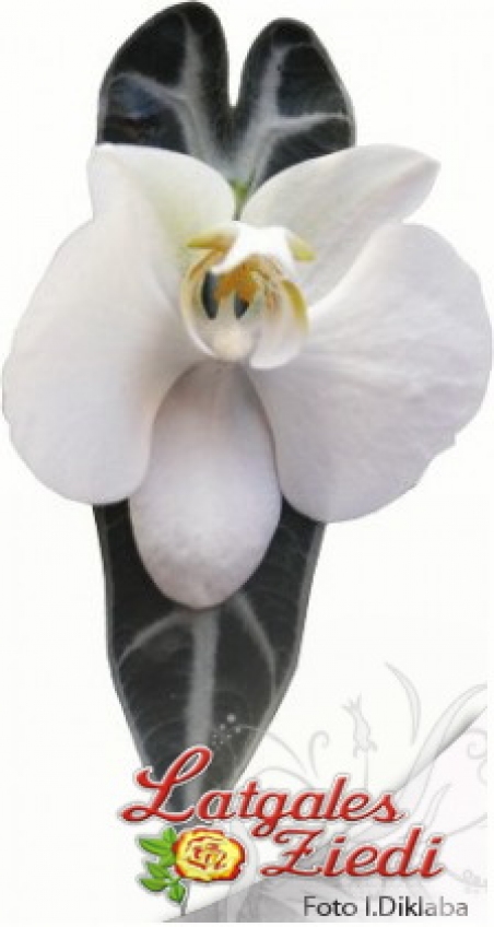 Бутоньерки из цветов 011