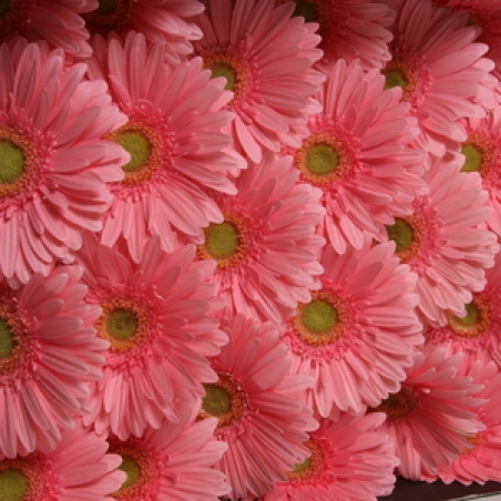 Цветы - Гербера "Maroussia"