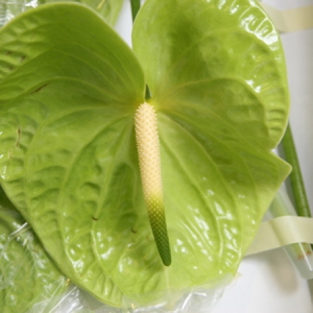 Цветы - Антуриум "Midori"