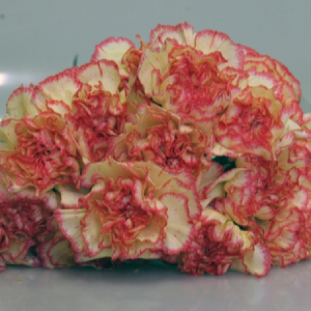 Цветы - Гвоздика "Latgale"