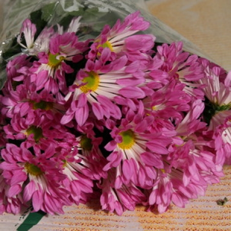 Цветы - Хризантема "Dance"