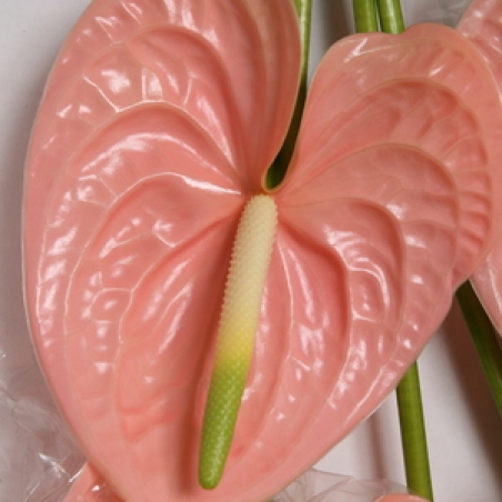 Цветы - Антуриум "Cheers"