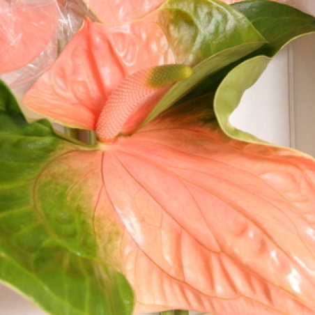 Ziedi - Anturriums "Baron"