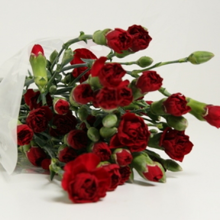 Цветы - Кустовая гвоздика "Chateau"