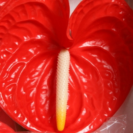 Ziedi - Anturriums "Casino"