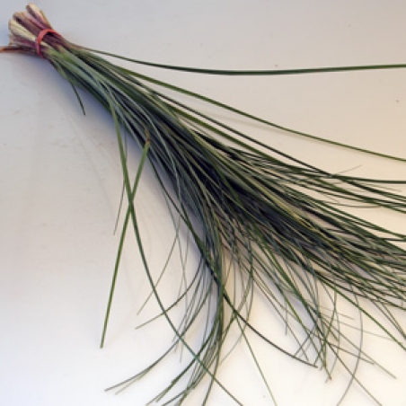 Зелень в оформлении букетов "Bergrass"